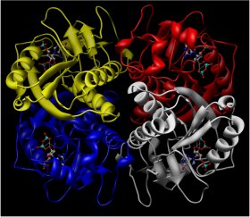 This figure shows the three-dimensional configuration of HPRT as a complex of four identical subunits.